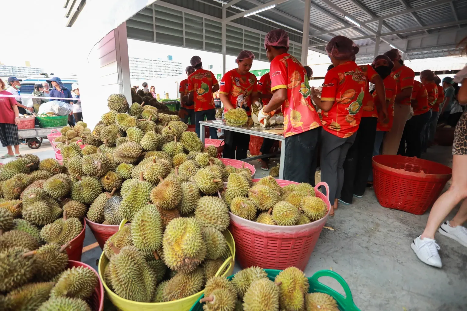 ภาพประกอบ: การประชุม Asia Durian China Market Congress