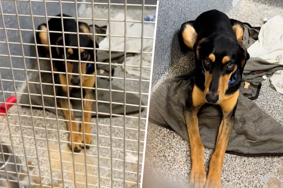 ภาพสุนัข Milo ที่ศูนย์พักพิง