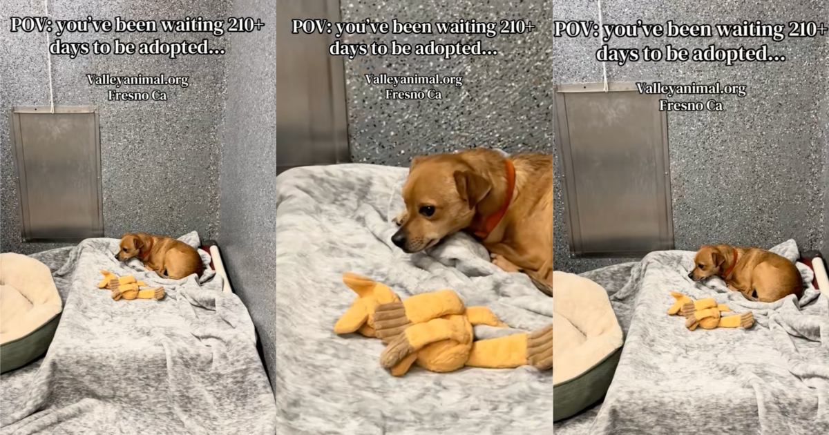 ภาพสุนัข Bud ที่ศูนย์พักพิง