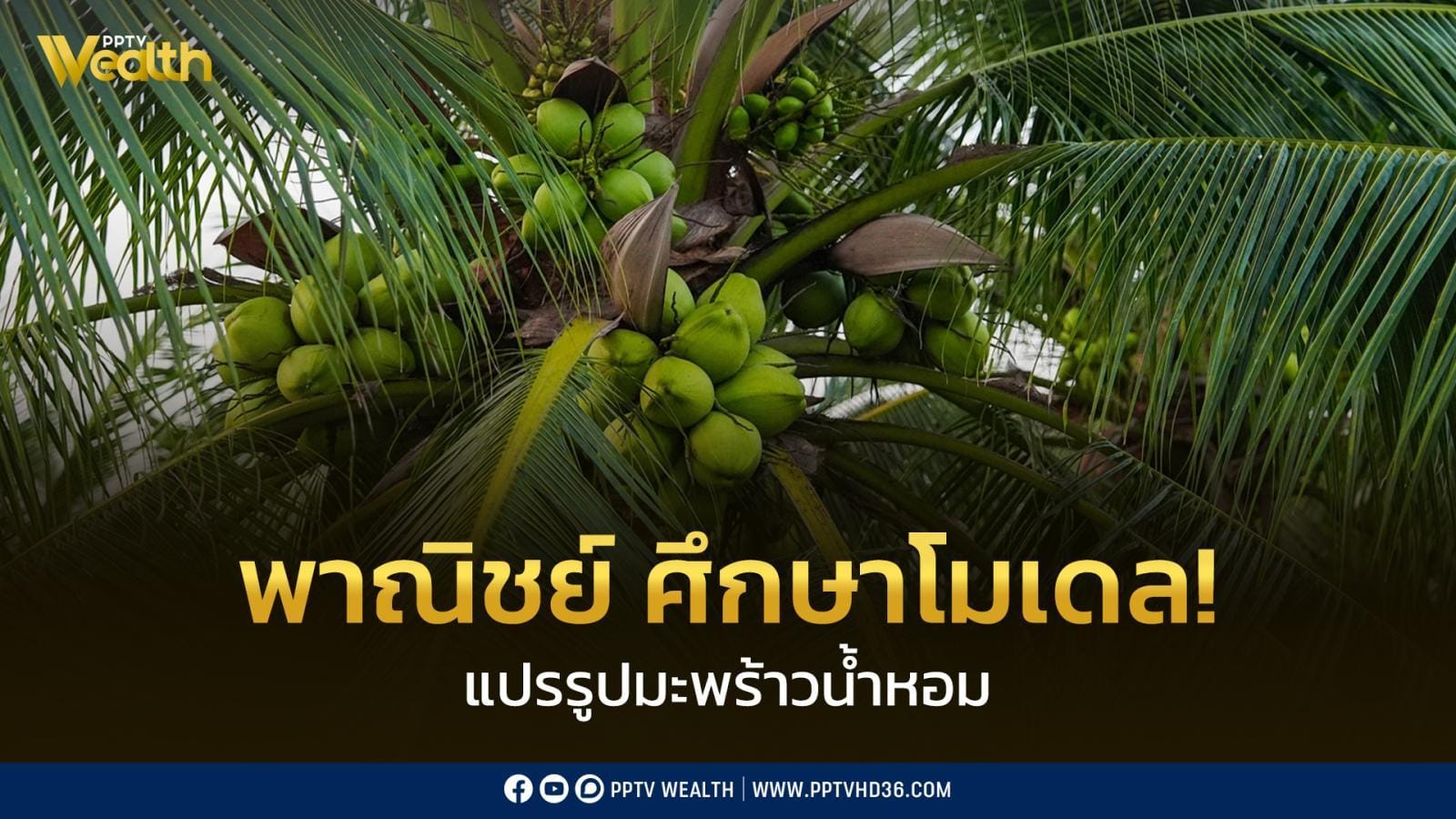 หลักฐานการซื้อขายมะพร้าว