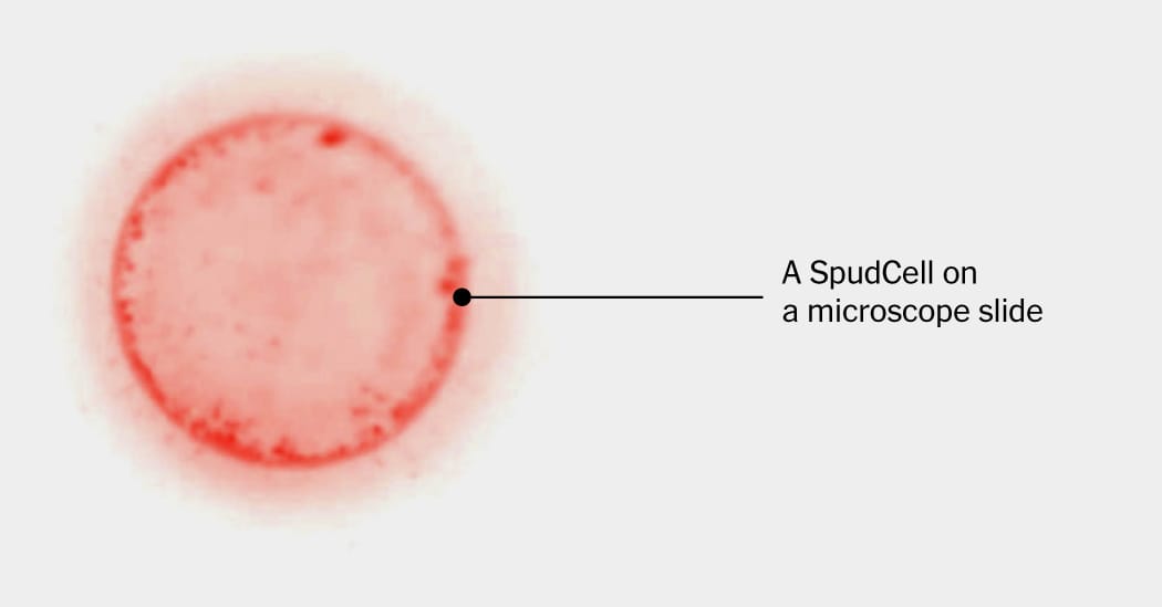 ภาพประกอบ SpudCell ที่สังเคราะห์ขึ้น