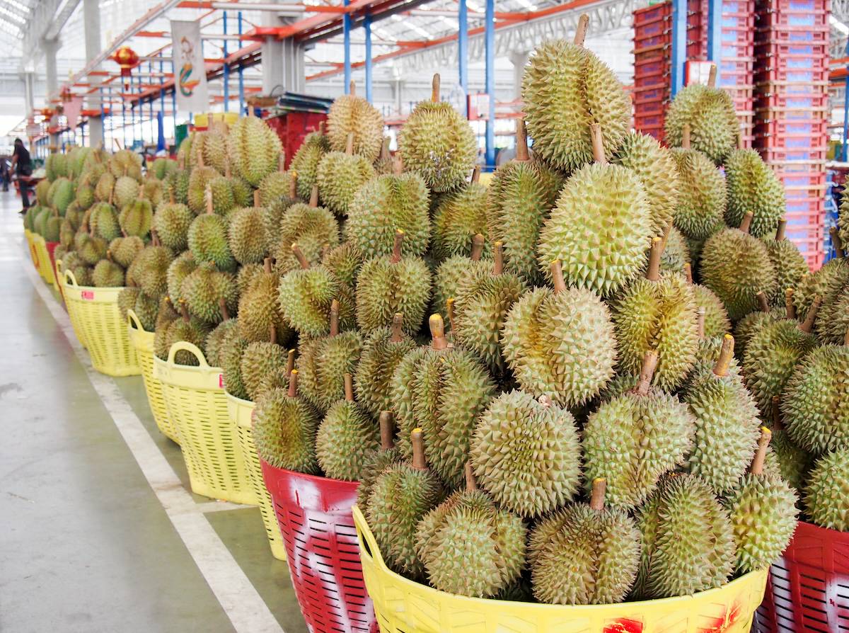 ทุเรียนไทยบนทางสองแพร่ง: โอกาสจากตลาดจีน ความท้าทายจากทุนต่างชาติ และอนาคตที่ต้องรักษาคุณภาพ