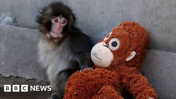 เรื่องราวของ "พั้นช์" เจ้าลิงน้อยผู้ไม่ยอมแพ้: จากการถูกทอดทิ้ง สู่หัวใจที่เข้มแข็งและมิตรภาพที่เติบโต